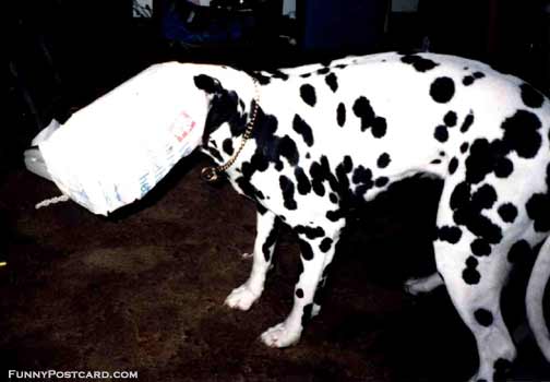 Dalmation With A Bag On His Head