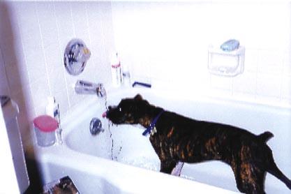 Dog Drinking In Bath Tub