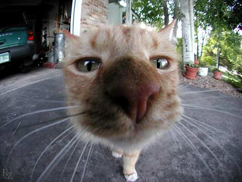 Big Nose Cat (Sniffing Camera Lense)