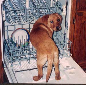 Puppy Caught Getting In The Dish Washer