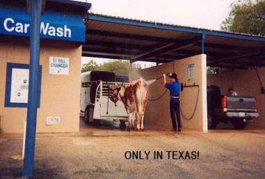 A Man Washing A Cow