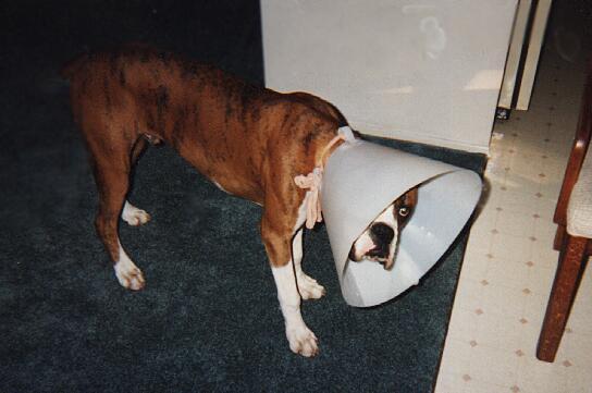 Dog With Lamp Shade On His Head