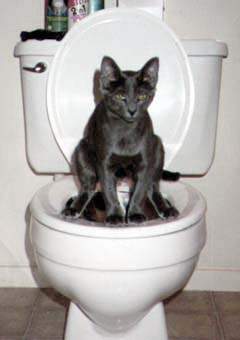Potty Trained Cat