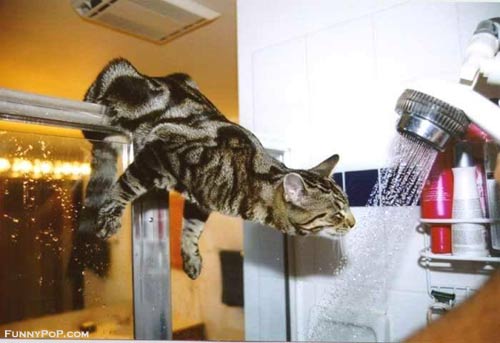 Thirsty Cat In Shower