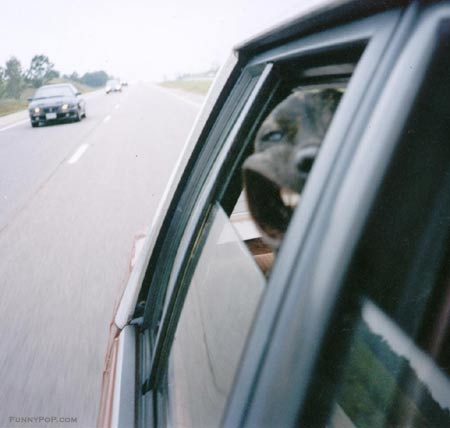 Dog Enjoying A Ride In The Car