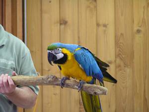 Scarlet Macaw Parrot