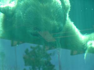 Swimming Polar Bears