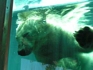 Swimming Polar Bears