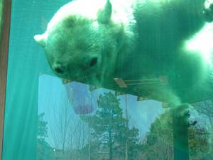 Swimming Polar Bears