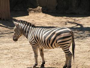 Zebra