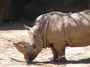 Rhinoceros