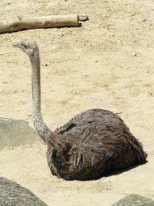 Ostrich