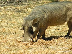 Warthog