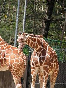 Giraffes