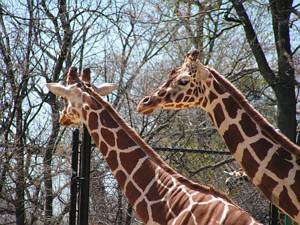 Giraffes